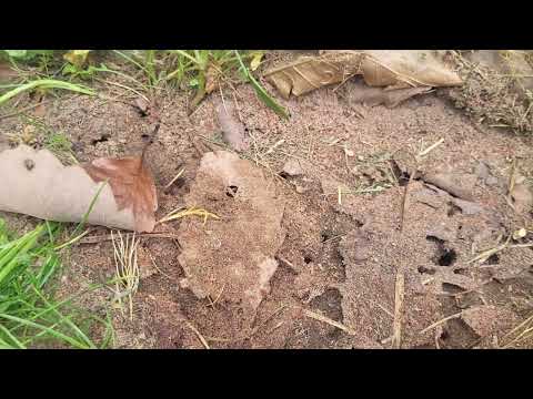 Pavement Ants Nesting Under Rodent Bait Station in Island Heights, NJ