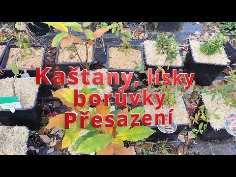 PŘESAZENÍ! 🌳 Kaštany, lísky a borůvky stěhujeme na nové místo!