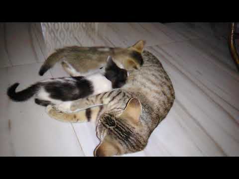 BREAST FEEDING OF A CAT