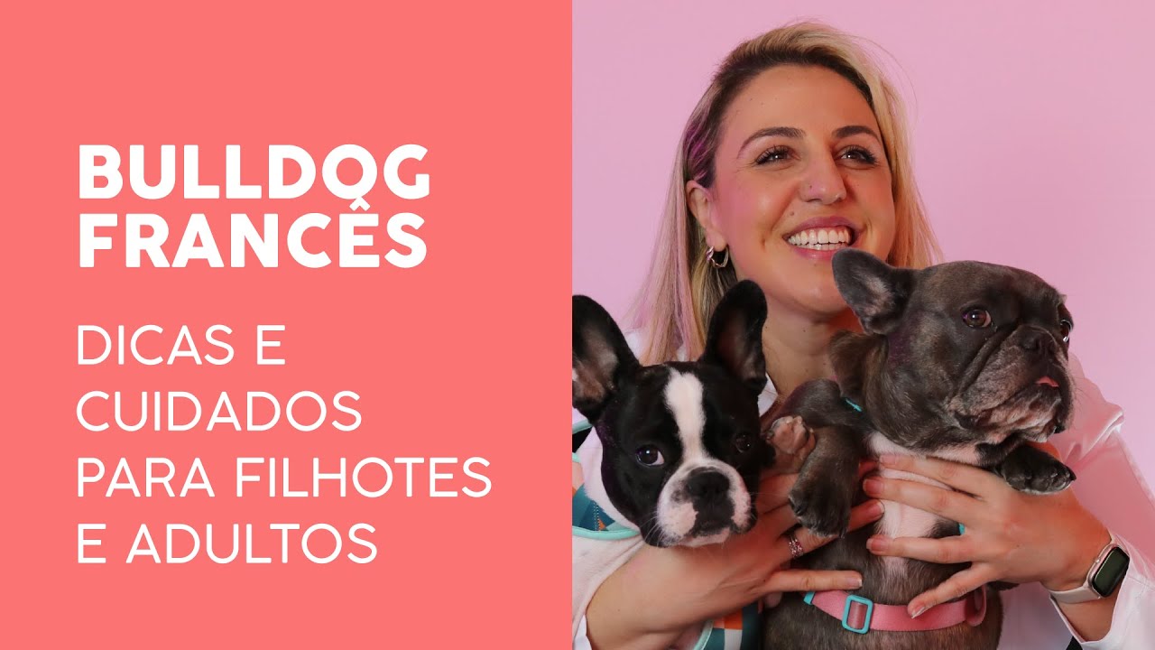 BULLDOG FRANCÊS | Dicas e cuidados para filhotes e adultos