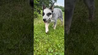 Video preview image #1 Mutt Puppy For Sale in Highland, IL, USA
