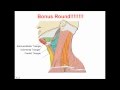 Neck Muscles - Anatomy Study Aid and Quiz 