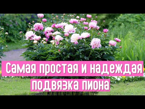 Опоры больше не нужны. Покажу, как быстро и крепко подвязать пион