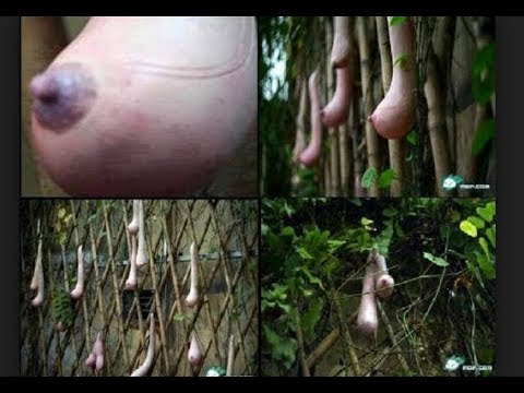 Obat pencegahan untuk potensi Bagaimana meningkatkan tangan penis Anda