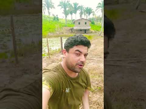 BABAÇU LOVE 🌴💛🌴