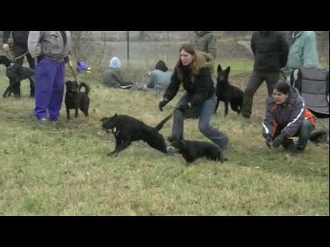 Coursing trénink 17.11.2012 - Terry a Joey