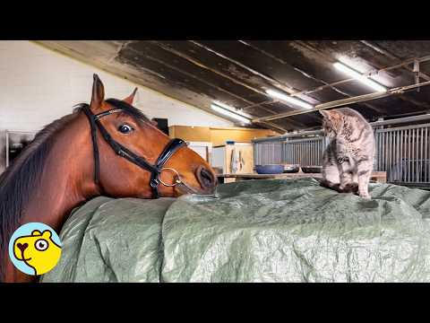 1,000-Pound Horse Is Obsessed With the Barn Cats