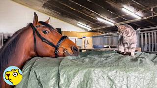 Download lagu 1,000-Pound Horse Is Obsessed With the Barn Cats mp3