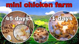 nuôi gà từ 1 ngày đến 45 ngày phát triển thế nào
