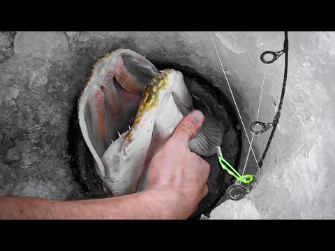 Saskatchewan Trophy Pike - Ice Fishing (LIGHT GEAR)