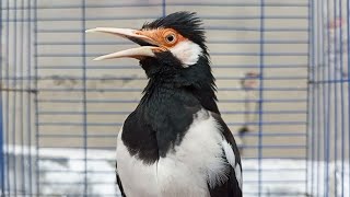 Download lagu Suara Jalak Suren Gacor Mompa Full Variasi - Masteran Suara Burung Jalak Gacor Full Isian Mewah mp3