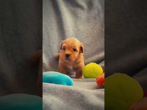 Havanese puppy for sale