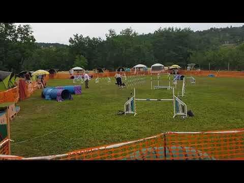 Dunakanyar Agility Verseny - Twister A1 Jumping