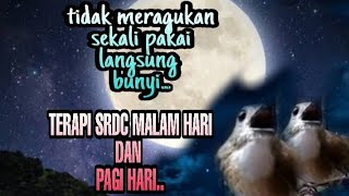 Download lagu pakai ini.! Terapi srdc malam hari,Terapi srdc biar cepat bunyi, pancingan srdc macet bunyi, srdc mp3 Download lagu pakai ini.! Terapi srdc malam hari,Terapi srdc biar cepat bunyi, pancingan srdc macet bunyi, srdc mp3