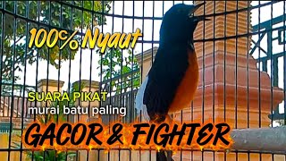 Download lagu SUARA PIKAT MURAI BATU‼️PALING GACOR 💯℅ LANGSUNG NYAUT#pancinganmuraibatu  mp3 Download lagu SUARA PIKAT MURAI BATU‼️PALING GACOR 💯℅ LANGSUNG NYAUT#pancinganmuraibatu  mp3