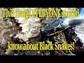 Five things everyone should know about Black Snakes (Panterophis alleghaniensis (Black Rat Snake)