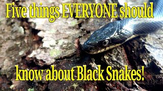 Five things everyone should know about Black Snakes (Panterophis alleghaniensis (Black Rat Snake)