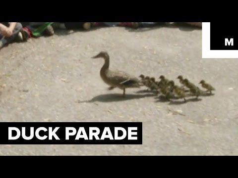 12 Ducklings Parade Through Elementary School in Minnesota