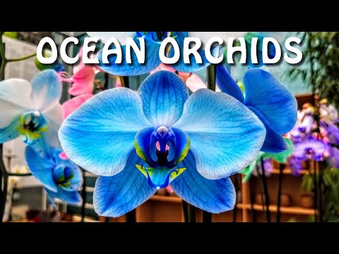 Tropical Garden by Ocean Orchids in Slovenia, Dobrovnik / Tropski vrt
