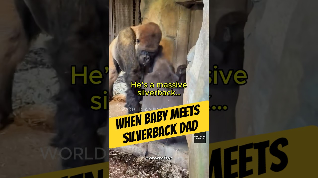 Mboka Jo vs Dad… Almost😄