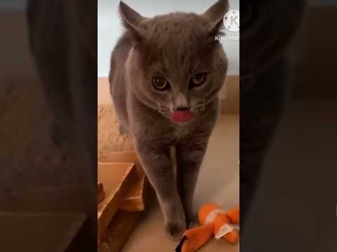 #funny #viral #cat  music by:L A B A C K
