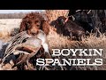 Should you get a Boykin Spaniel? | DU Nation