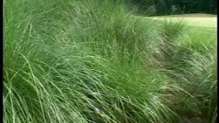 preview picture of video 'Wicked Stick Golf Links ~ A Myrtle Beach Golf Holiday Member'