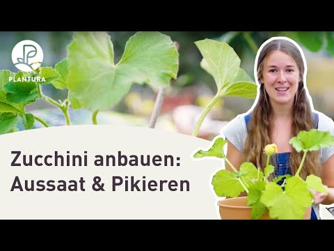, title : 'Zucchini anpflanzen: Aussaat & pikieren (Anleitung)'