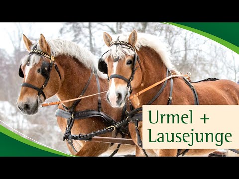 Im Gespann: URMEL v. Udo und LAUSEJUNGE v. Louidor