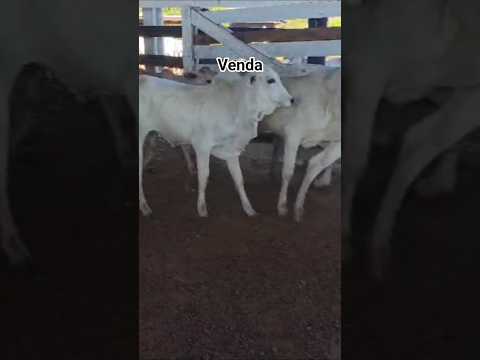 Lida do boi, 89 bezerras á venda em Alvorada D'Oeste/RO. Jairo Tomaz 69 99287-4882 . 20/06/26.