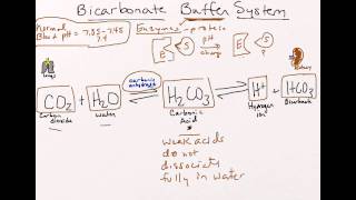 Bicarbonate Buffer System