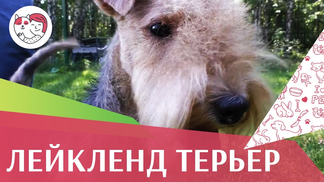Лейкленд терьер на ilikepet. Особенности породы, уход