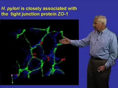 H. pylori attached to tight junctions - Stanley Falkow (Stanford)