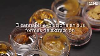 EXTRACCIONES DE CANNABIS - HASH - CHARAS - KIEF- SHATTER - ROSIN