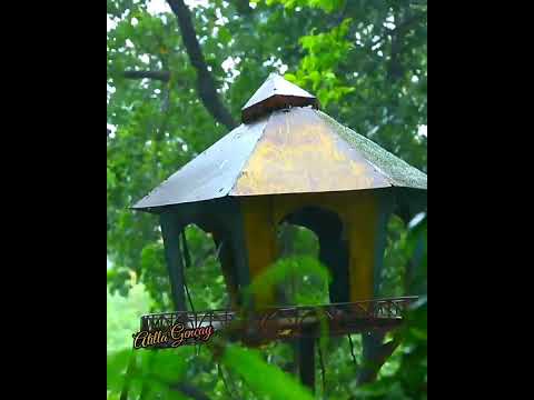 Creedence Clearwater Revival - Have You Ever een The Rain 💦