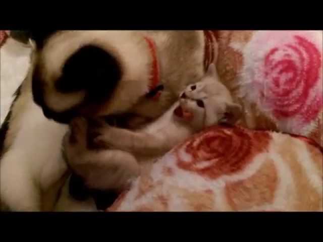 Thai cats Viosna PL Miot G Nie ma jak u mamy