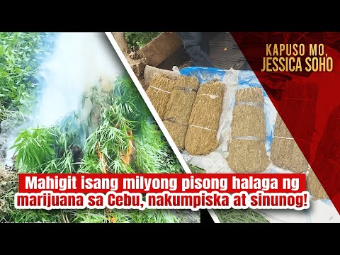 Mahigit isang milyong pisong halaga ng marijuana, nakumpiska at sinunog! | Kapuso Mo, Jessica Soho