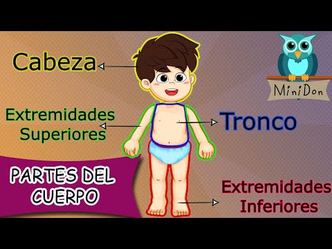 Partes del cuerpo humano para niños  | Vídeos educativos
