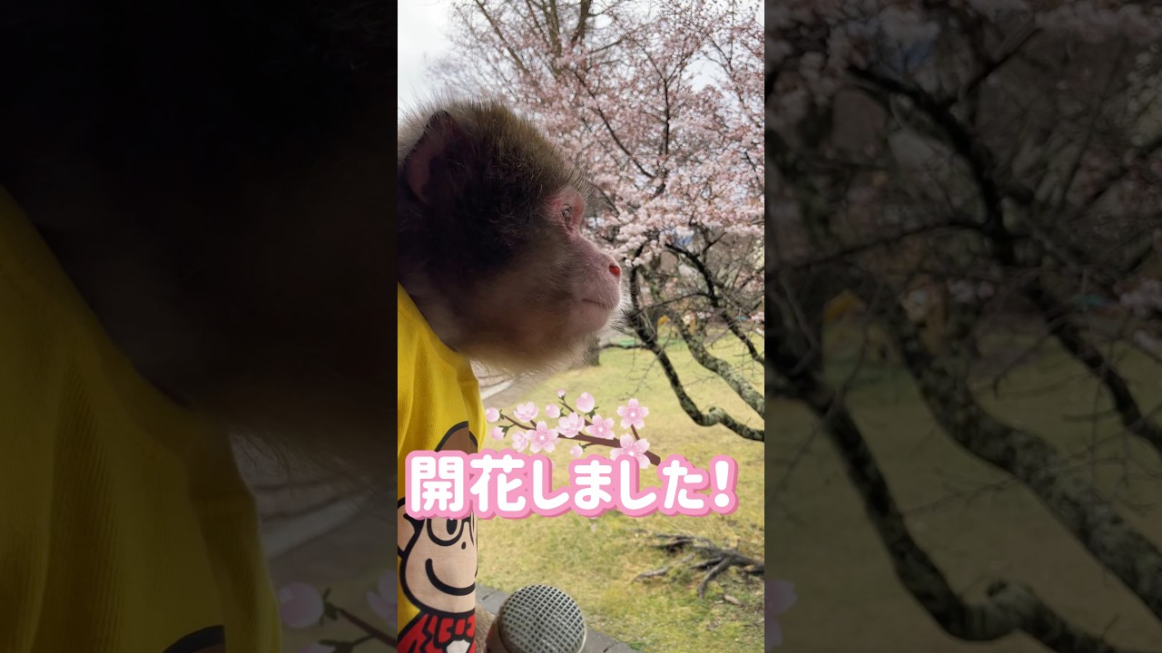 まろ、🌸さくら開花しました🌸