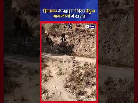 Himachal में पहाड़ी इलाके में Leopard Sighted, Wildlife Alert जारी