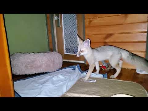 Fawzi fox gets MORE toys and goes eeee hehehe