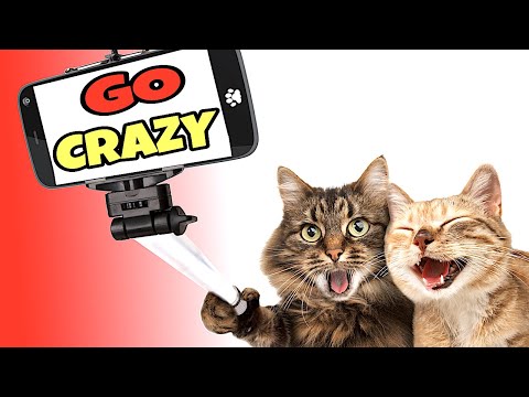 Sounds To Make Cats Go Crazy
