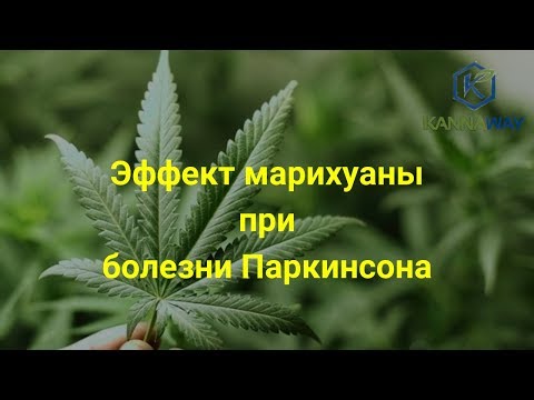 Премиальное масло Humulus с каннабидиолом.