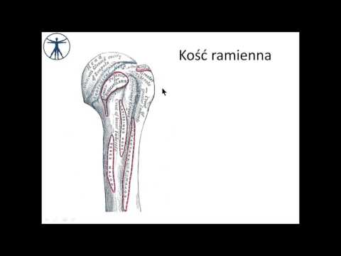 Ćwiczenia na mięśnie wewnętrzne pompowania Kwas mlekowy w mięśniach po wysiłku, aby pozbyć się człowieka