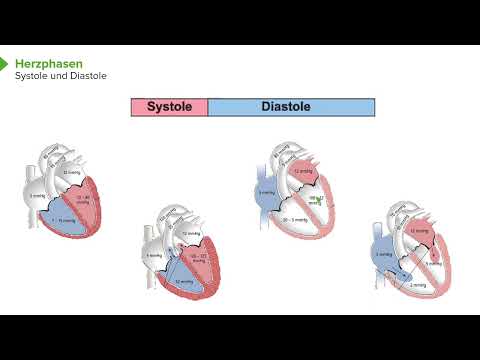 Herzphysiologie I Phasen des Herzzyklus I Srdjan Maksimovic