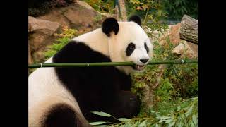 THE MIRROR- Alexandre Desplat