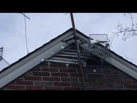 Gable Vent Destroyed by Raccoons in East Brunswick, NJ