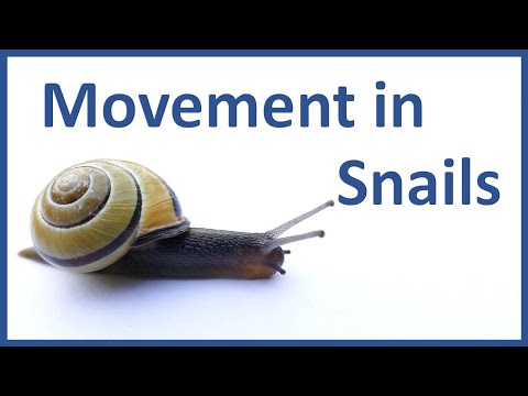 Movement in Snails - How does a snail move Class 6? -Explain the movement of snail-movement of snail