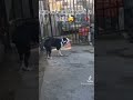 Atinci Cand Vine Hoțu