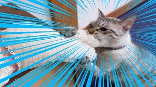 猫を拾いました。【猫飼いシミュレーション】その３(おわり)